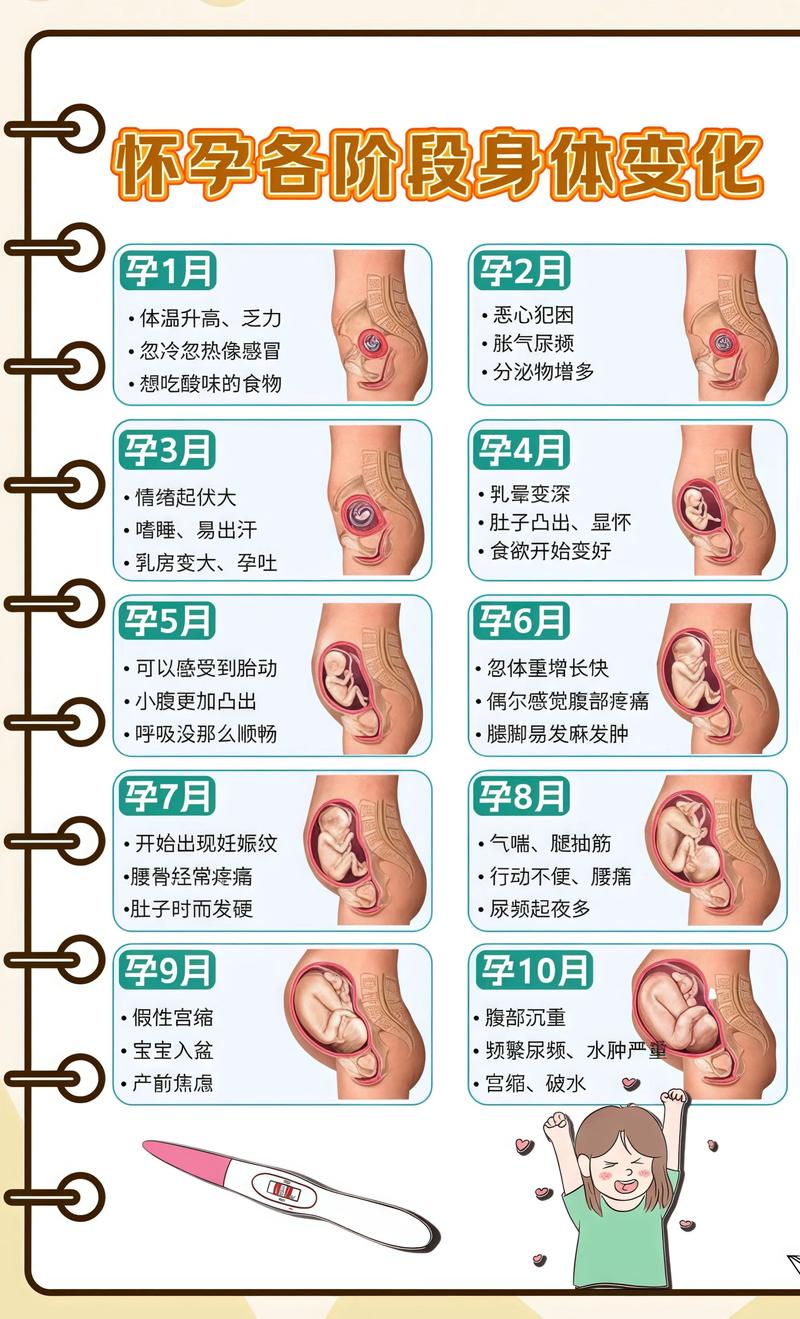 揭秘供卵代孕妈妈怀孕小腹分两节，孕期变化的奥秘商丘代生机构: